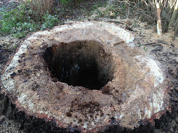 Tree Surveys for Heartwood decay on Oak Tree
