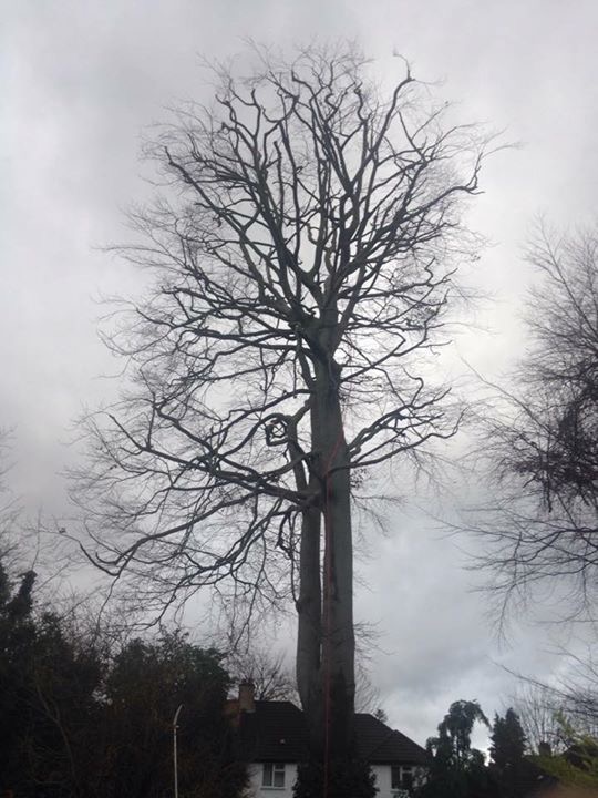 Beech tree in coulsdon complete 