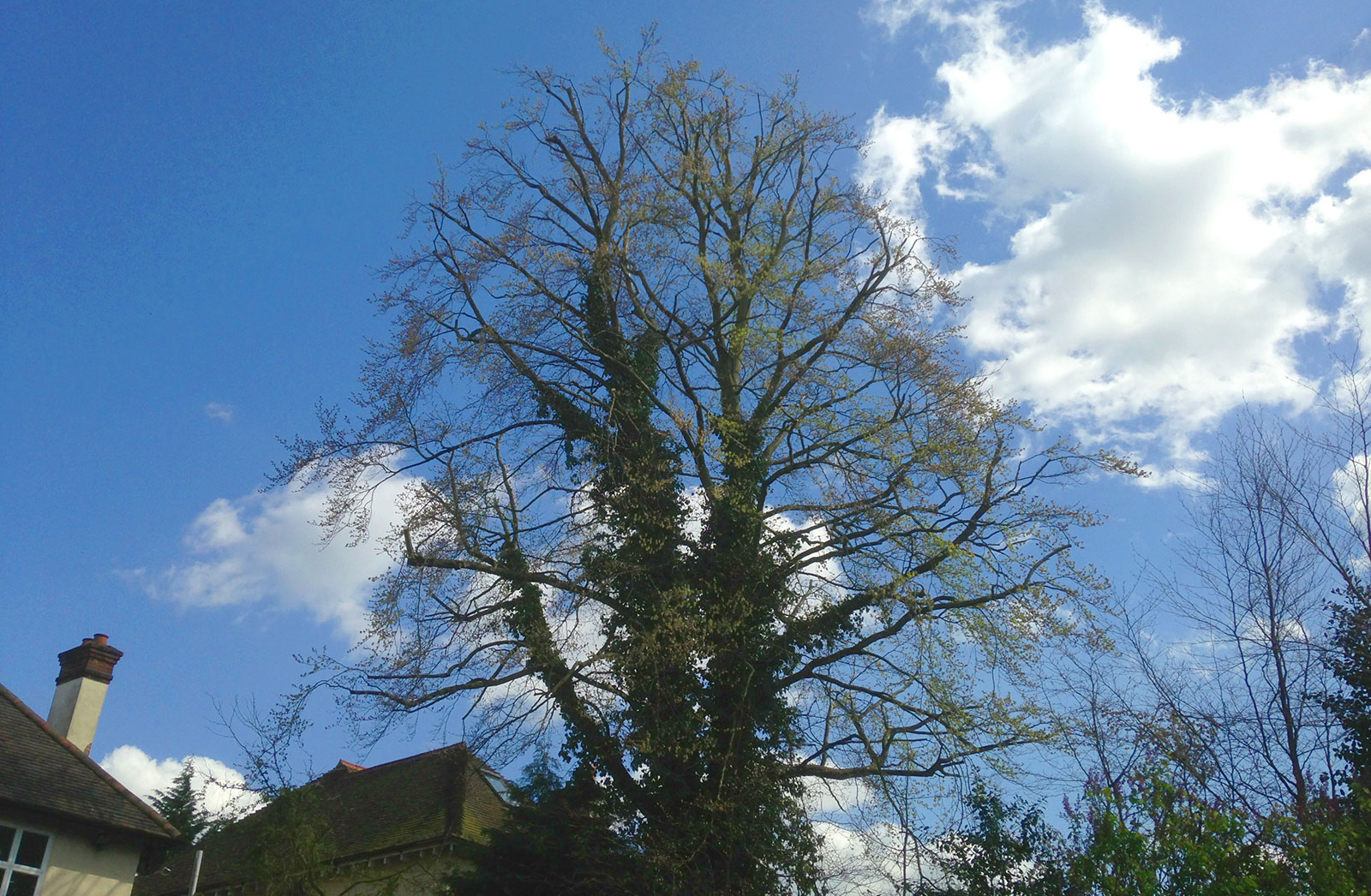 Crown Reduction of mature beech in Surrey