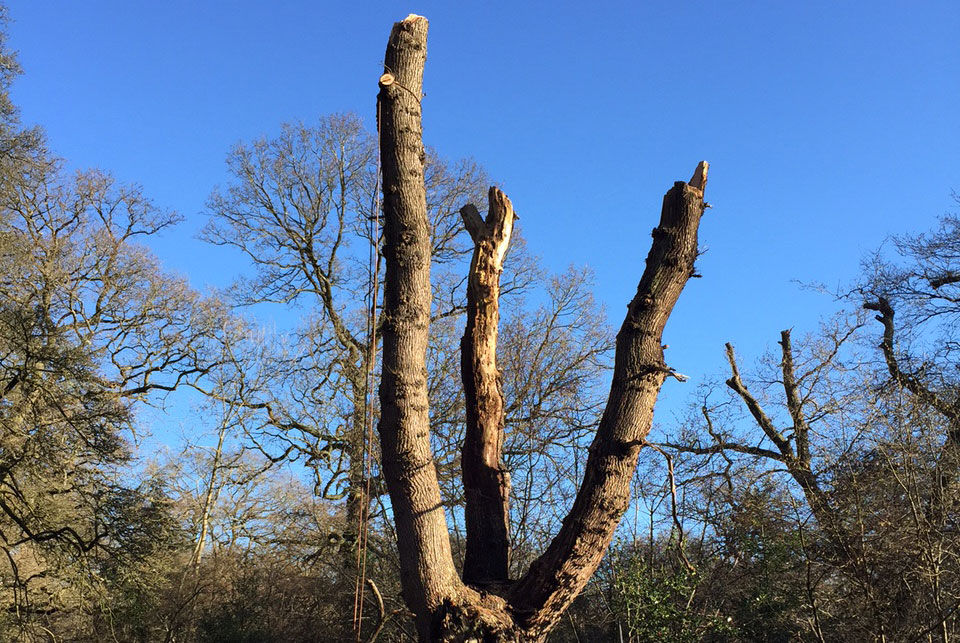 Tree Pollarding in Ashtead, Surrey by Benton Tree Surgery