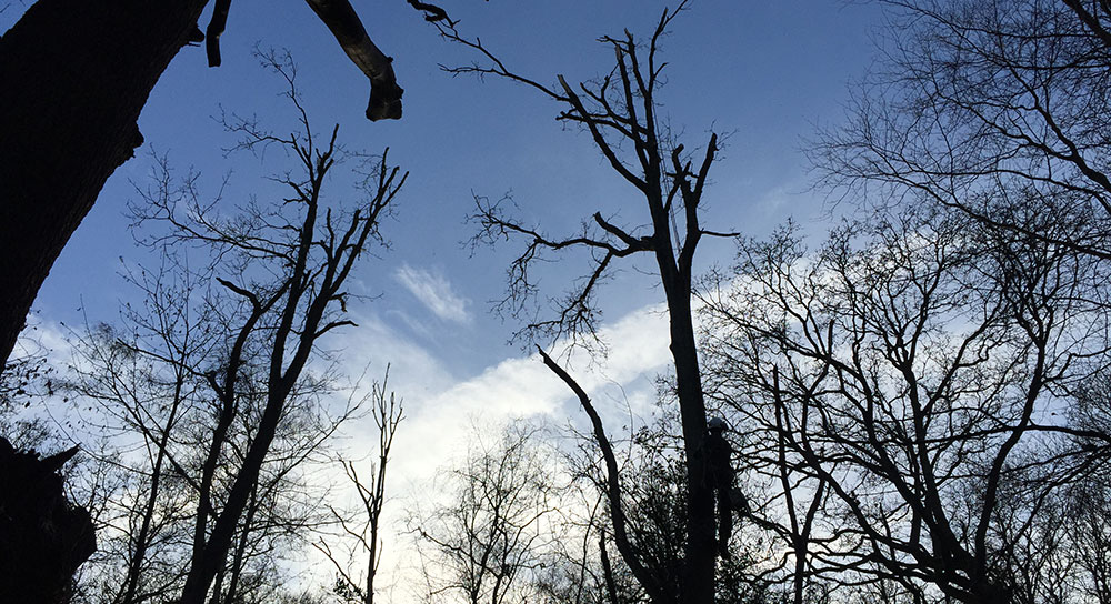 Tree Surveys in Ashtead