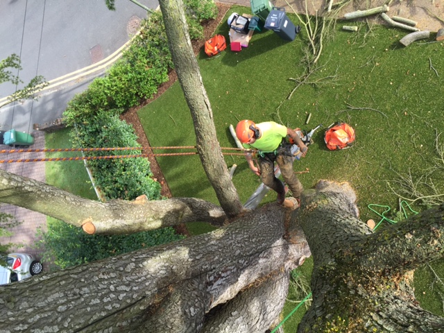 Deadwooding and removal of Lime tree in Dorking, Surrey