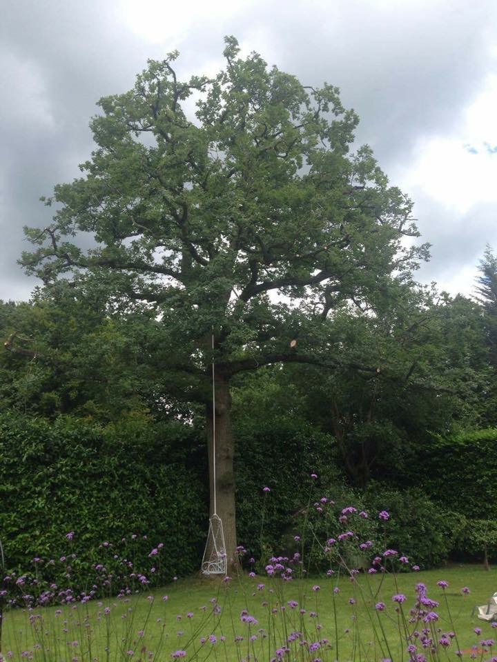 Semi mature oak in Kingswood 