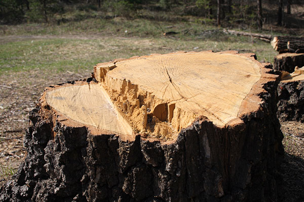 Eco Plug Treatment for removing tree stumps