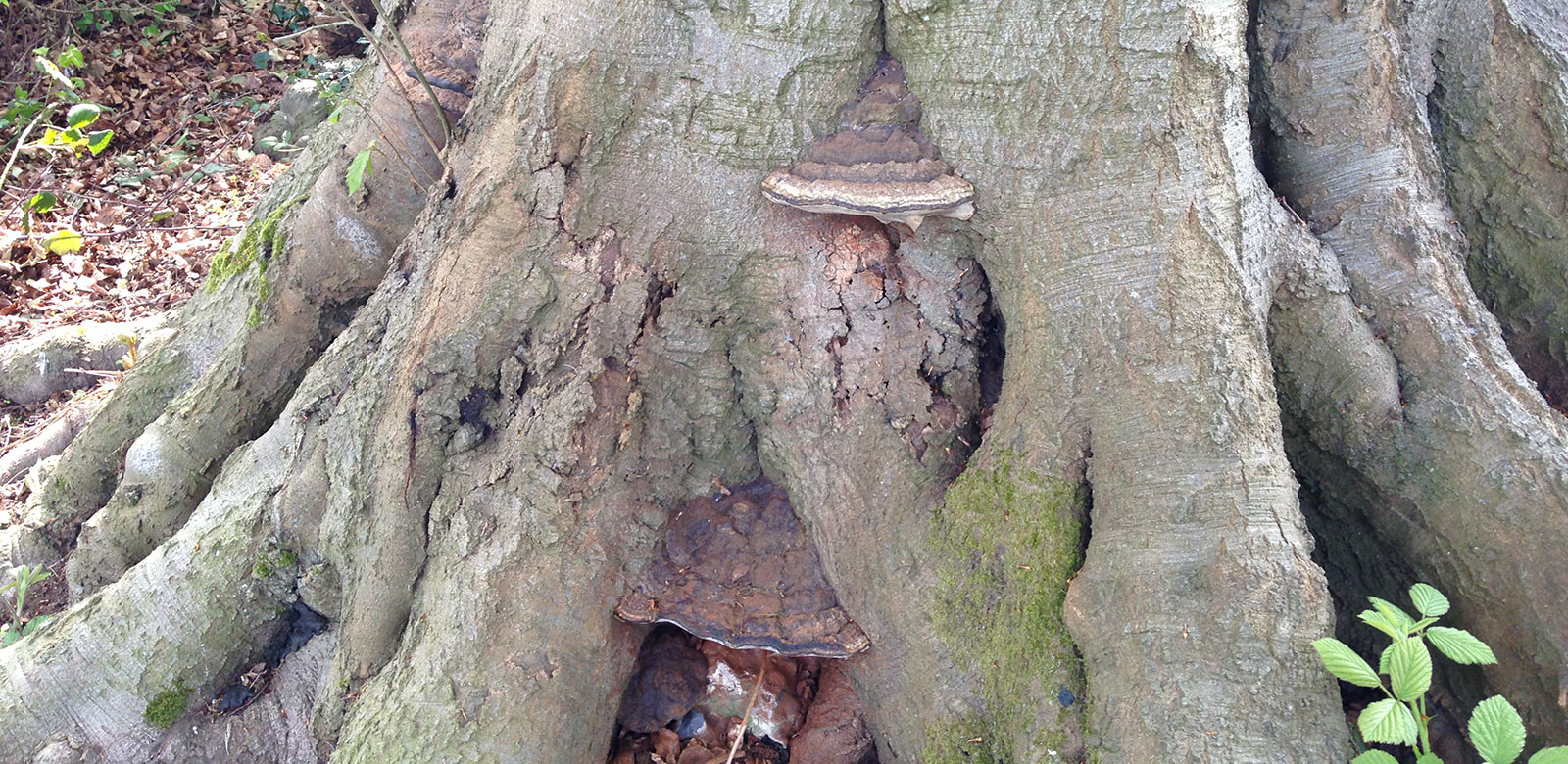 Tree Surveys and Tree reports in Epsom, Surrey