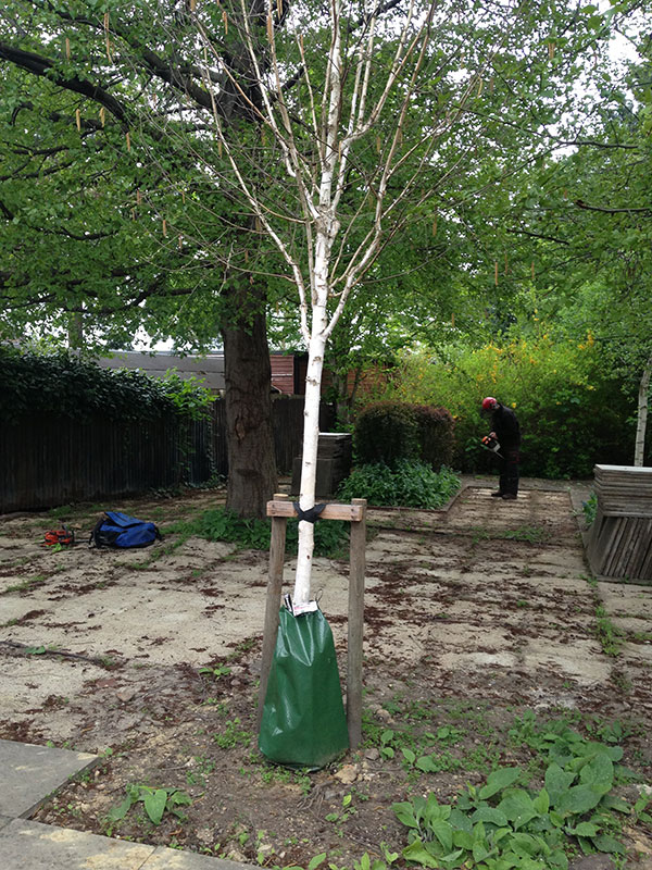 Replanting Silver Birch in gater bag in Dulwich