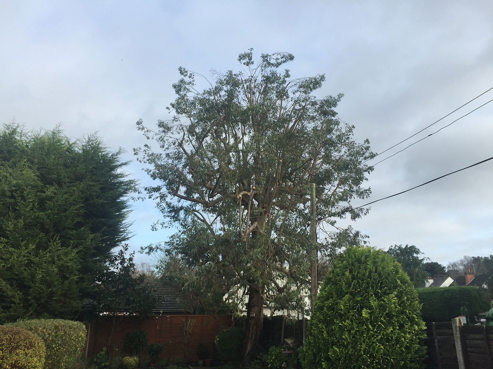 Crown Reduction Od Eucalyptus in Surrey