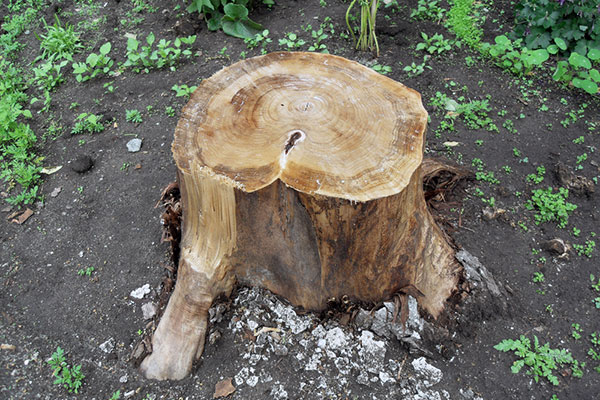 Eco Plug Tree Stump Remover to save costs